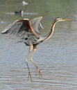 Purple heron