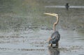 Purple heron