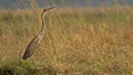 Purple heron looking over grass field