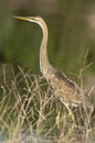 Purple heron in natural habitat ardea purpurea