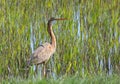 Purple Heron in reed