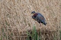 Purple heron in the reeds