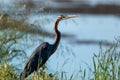 Purple heron swamps and lakes of Europe hunter of amphibians and fish Royalty Free Stock Photo