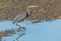 Purple heron swamps and lakes of Europe hunter of amphibians and fish Royalty Free Stock Photo