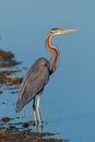 Purple heron swamps and lakes of Europe hunter of amphibians and fish Royalty Free Stock Photo