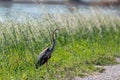 Purple heron swamps and lakes of Europe hunter of amphibians and fish Royalty Free Stock Photo