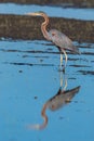 Purple heron swamps and lakes of Europe hunter of amphibians and fish Royalty Free Stock Photo