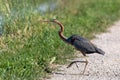 Purple heron swamps and lakes of Europe hunter of amphibians and fish Royalty Free Stock Photo