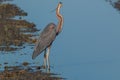 Purple heron swamps and lakes of Europe hunter of amphibians and fish Royalty Free Stock Photo