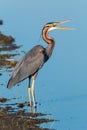 Purple heron swamps and lakes of Europe hunter of amphibians and fish Royalty Free Stock Photo