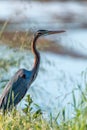 Purple heron swamps and lakes of Europe hunter of amphibians and fish Royalty Free Stock Photo