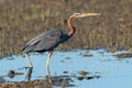 Purple heron swamps and lakes of Europe hunter of amphibians and fish Royalty Free Stock Photo