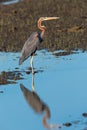 Purple heron swamps and lakes of Europe hunter of amphibians and fish Royalty Free Stock Photo