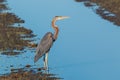 Purple heron swamps and lakes of Europe hunter of amphibians and fish Royalty Free Stock Photo