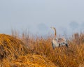 A purple Heron taking flight