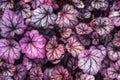 Purple Heuchera hybrid Obsidian, top view. Bright leaves of Heuchera in glasshouse. Decorative foliage background