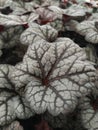 Purple Heuchera hybrid Obsidian, top view. Bright natural violet leaves of Heuchera.