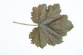 Purple heuchera leaf isolated on white background. Studio Photo.