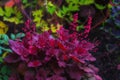 Purple Heuchera leaves and pink flowers