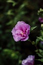 Purple hibiscus. Blooming flower on a shrub in the garden Royalty Free Stock Photo