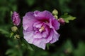 Purple hibiscus. Blooming flower on a shrub in the garden Royalty Free Stock Photo