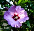 Purple Hibiscus-centered