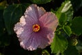 Closeup of purple hibiscus or china rose or gurhal Royalty Free Stock Photo