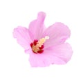 Purple hibiscus flower Royalty Free Stock Photo