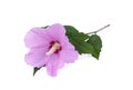 Purple hibiscus flower Royalty Free Stock Photo