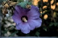 Purple hibiscus flower in bloom at sunset seen up close Royalty Free Stock Photo