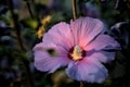 Purple hibiscus flower in bloom at sunset seen up close Royalty Free Stock Photo