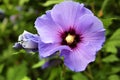 Purple Hibiscus Flower Royalty Free Stock Photo