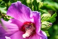 Purple hibiscus flower Royalty Free Stock Photo