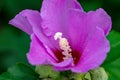 Purple hibiscus flower on a green background Royalty Free Stock Photo