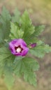 Purple hibiscus flower on a green background Royalty Free Stock Photo