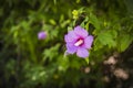 Purple hibiscus flower on green leaf background Royalty Free Stock Photo