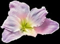 Purple hibiscus flower isolated on black background. Close-up. For design. Nature. Royalty Free Stock Photo