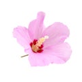 Purple hibiscus flower isolated on white Royalty Free Stock Photo