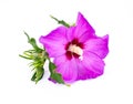 Purple hibiscus flower isolated on white background Royalty Free Stock Photo