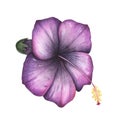 Purple hibiscus flower isolated on white background. Watercolor hand drawn botanical illustration for design Royalty Free Stock Photo