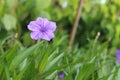 A purple hibiscus flower at the park Royalty Free Stock Photo