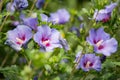 Purple hibiscus flower