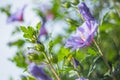 Purple hibiscus flower and shallow deptch Royalty Free Stock Photo