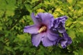 Purple hibiscus flower