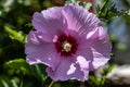 Purple hibiscus glowing in the sunshine Royalty Free Stock Photo