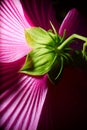 Purple Hibiscus shot from behind.