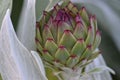 Artichoke Baby Bud