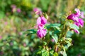 Purple Hmalayan Balsam Impatiens balsamina flowers on blurred green nature forest background Royalty Free Stock Photo