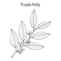 Purple holly Ilex purpurea , medicinal plant