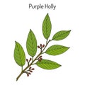 Purple holly Ilex purpurea , medicinal plant